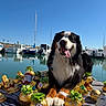 dog, bernese_mountain_dog, pet, animal, sitting, panting, tongue, fluffy, black_white_brown, outdoor, marina, boats, water, harbor, blue_sky, sunny, blanket, chocolate, candy, portrait