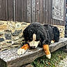 Uzzy participe au concours pour gagner de l'argent avec cette photo : dog, bernese_mountain_dog, puppy, tricolor, fluffy, sleeping, snow, outdoor, rustic, wooden_bench, stone_wall, shed, countryside, winter, paws, fur, resting, pet, grass, portrait