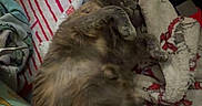 Shadow is registered to the contest to win money with this photo: cat, blanket, tablet, tweety_bird, sleeping, cozy, fur, indoor, resting, pattern, red, white, gray, soft, cute, animal, pet, comfort, relaxation, feline