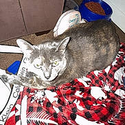 Shadow joined the competition — help win amazing prizes! cat, gray_cat, blanket, red, black, pattern, bowl, cat_food, carpet, indoor, furniture, papers, household_items, pet, animal, resting, looking_at_camera, feline, cozy, domestic