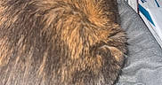 Shadow joined the competition — help win amazing prizes! animal, back_view, blanket, brown, cat, comfort, cozy, curled_up, domestic, feline, fur, gray, household, indoor, nap, pet, relaxed, resting, sleeping, soft
