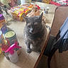 Shadow is registered to the contest to win money with this photo: cat, gray_cat, table, kitchen, cans, bread, spray_bottle, flower_vase, chair, cup, plastic_bag, indoor, carpet, furniture, household_items, pet, curious, clutter, domestic, home
