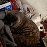 Shadow is registered to the contest to win money with this photo: cat, sleeping, blanket, indoor, cozy, plush_toy, stuffed_animal, water_bottle, clutter, wall, soft, brown, gray, furry, pet, resting, domestic, home, relaxing, napping