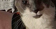 Desmond is registered to the contest to win money with this photo: cat, pet, animal, close_up, indoor, lap, resting, fur, whiskers, ears, face, curious, person, clothing, skin, home, blanket, casual, relaxed, companion