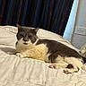 cat, bed, indoor, pet, feline, resting, white_bedspread, gray_cat, striped_curtains, wall, power_outlet, paw, relaxed, fur, cute, domestic_animal, sleepy, home, animal, comfortable