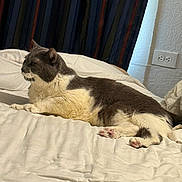 Desmond is registered to the contest to win money with this photo: cat, pet, bed, indoor, feline, resting, fur, domestic_animal, comfort, animal, cute, sleepy, cozy, blanket, paws, whiskers, curtains, wall, electrical_outlet, relaxation