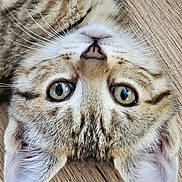 Ange a rejoint le concours — aidez-le/la à gagner de superbes lots ! cat, tabby, feline, pet, animal, upside_down, close_up, portrait, face, eyes, whiskers, nose, ears, fur, striped, orange, white, indoor, wood_floor, photography