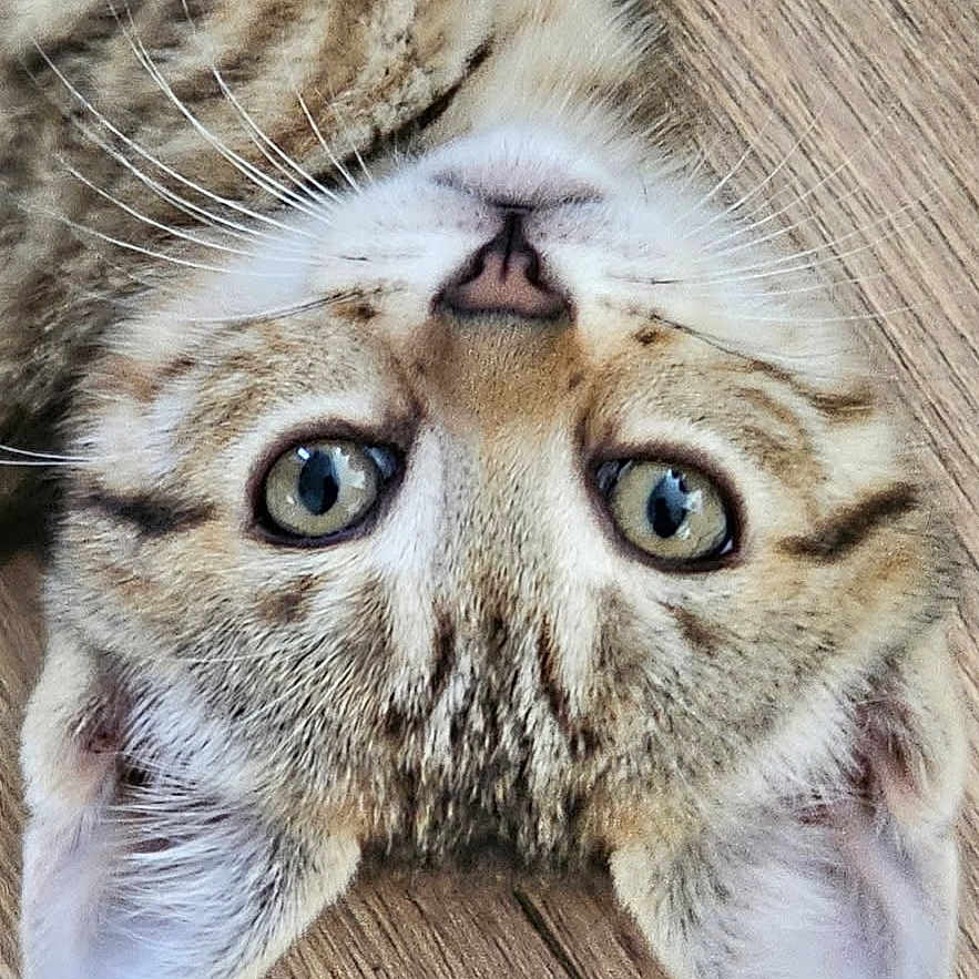 Ange a rejoint le concours — aidez-le/la à gagner de superbes lots ! cat, tabby, feline, pet, animal, upside_down, close_up, portrait, face, eyes, whiskers, nose, ears, fur, striped, orange, white, indoor, wood_floor, photography