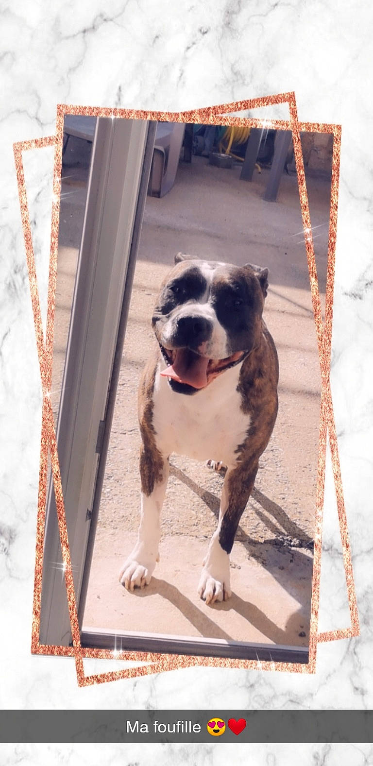 Jaya participe au concours pour gagner de l'argent avec cette photo : art, boston_terrier, canidae, carnivore, collar, companion_dog, dog, dog_breed, dog_collar, dog_supply, door, fawn, giant_dog_breed, leash, pet_supply, rectangle, tail, window, working_animal, working_dog