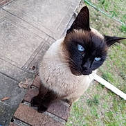 Rosie is registered to the contest to win money with this photo: animal, blue_eyes, brick, cat, closeup, concrete, curious, domestic_animal, ears, feline, grass, looking_up, mammal, nature, outdoor, pet, portrait, siamese_cat, sidewalk, whiskers