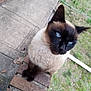 animal, blue_eyes, brick, cat, closeup, concrete, curious, domestic_animal, ears, feline, grass, looking_up, mammal, nature, outdoor, pet, portrait, siamese_cat, sidewalk, whiskers