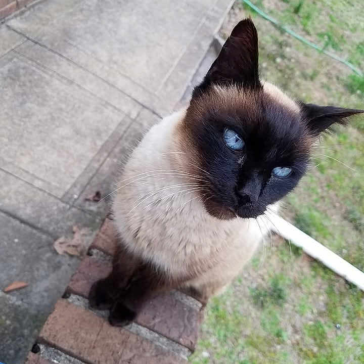Rosie is registered to the contest to win money with this photo: animal, blue_eyes, brick, cat, closeup, concrete, curious, domestic_animal, ears, feline, grass, looking_up, mammal, nature, outdoor, pet, portrait, siamese_cat, sidewalk, whiskers