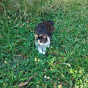 Marvel a rejoint le concours — aidez-le/la à gagner de superbes lots ! animal, black, brown, cat, daylight, feline, flora, garden, grass, greenery, leaf, mammal, nature, outdoor, pet, plant, relaxing, sunlight, white, wildflowers