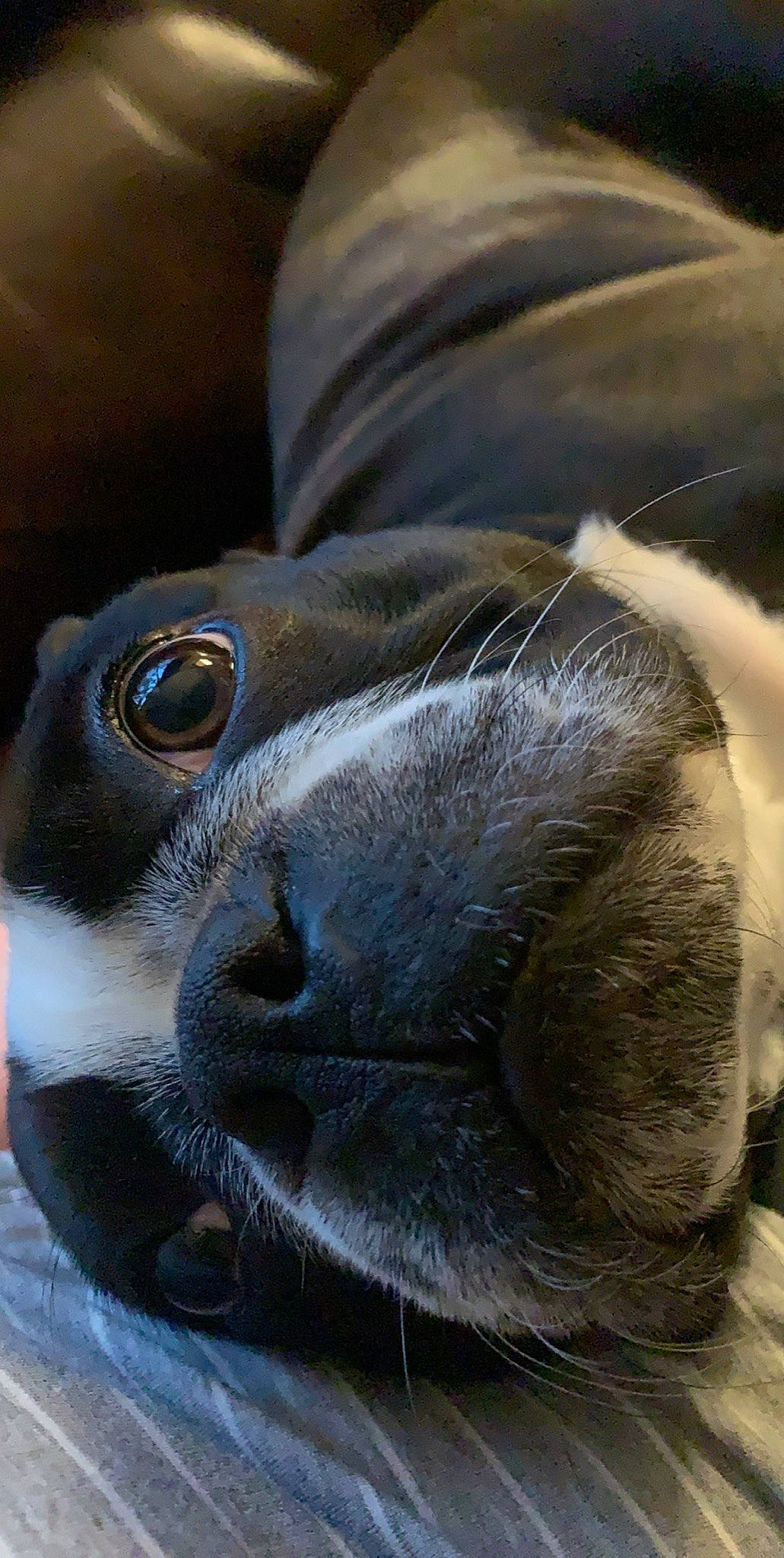 Samson is registered to the contest to win money with this photo: canidae, carnivore, dog_breed, fawn, nose, puppy, snout, sporting_group, whiskers