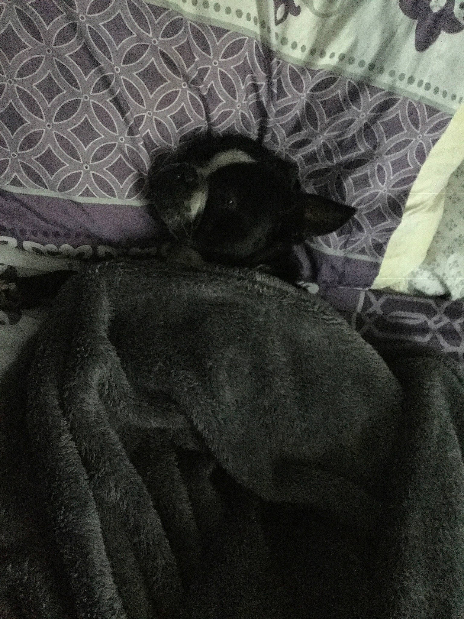 Samson joined the competition — help win amazing prizes! canidae, carnivore, dog, dog_breed, fawn, non_sporting_group, puppy, sporting_group, toy_dog