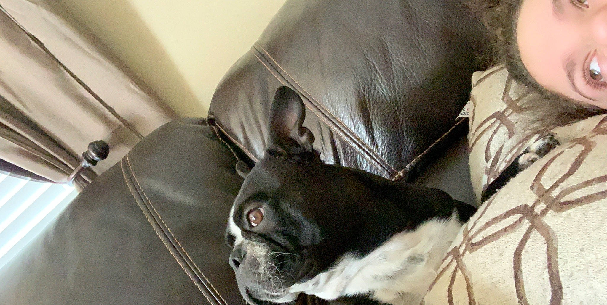 Samson is registered to the contest to win money with this photo: boston_terrier, canidae, carnivore, companion_dog, dog, dog_breed, ear, fawn, french_bulldog, mammal, non_sporting_group, snout, whiskers