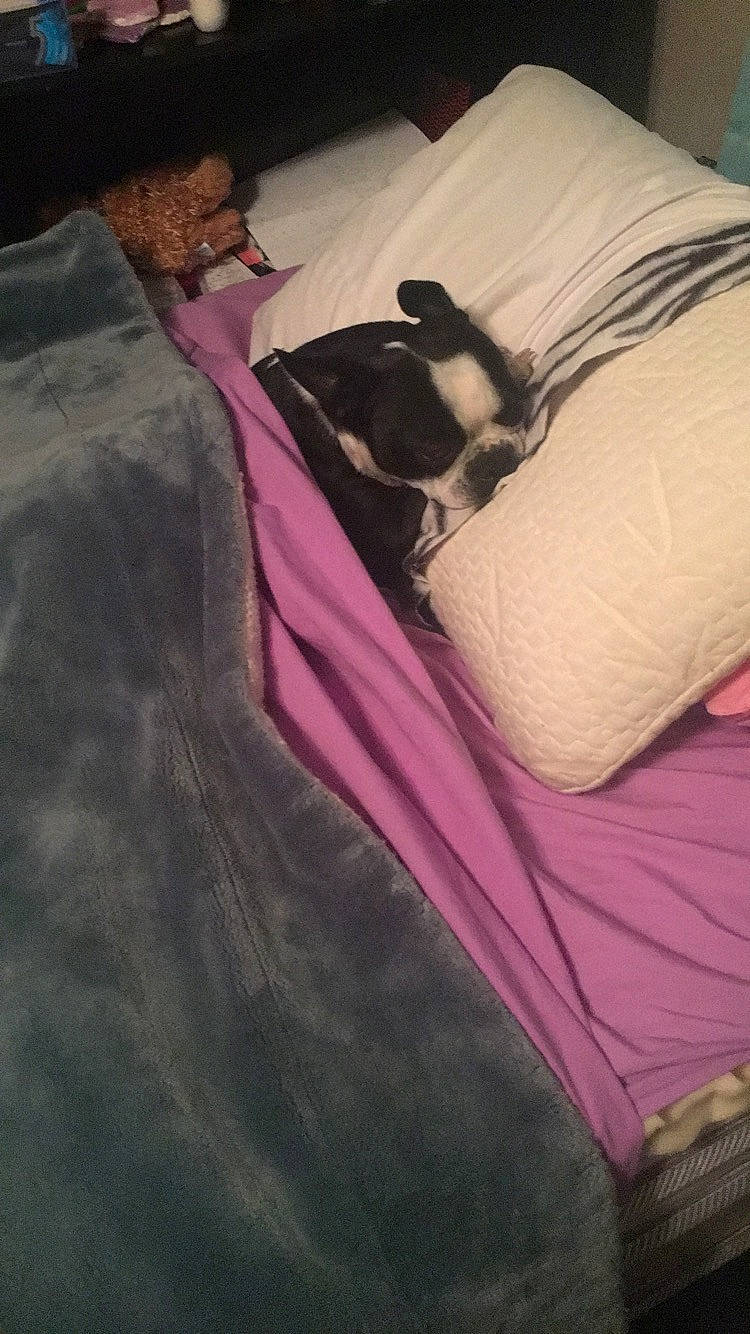 Sadie joined the competition — help win amazing prizes! bed_sheet, bedding, furniture, linens, magenta, nap, non_sporting_group, pink, purple, sleep, textile