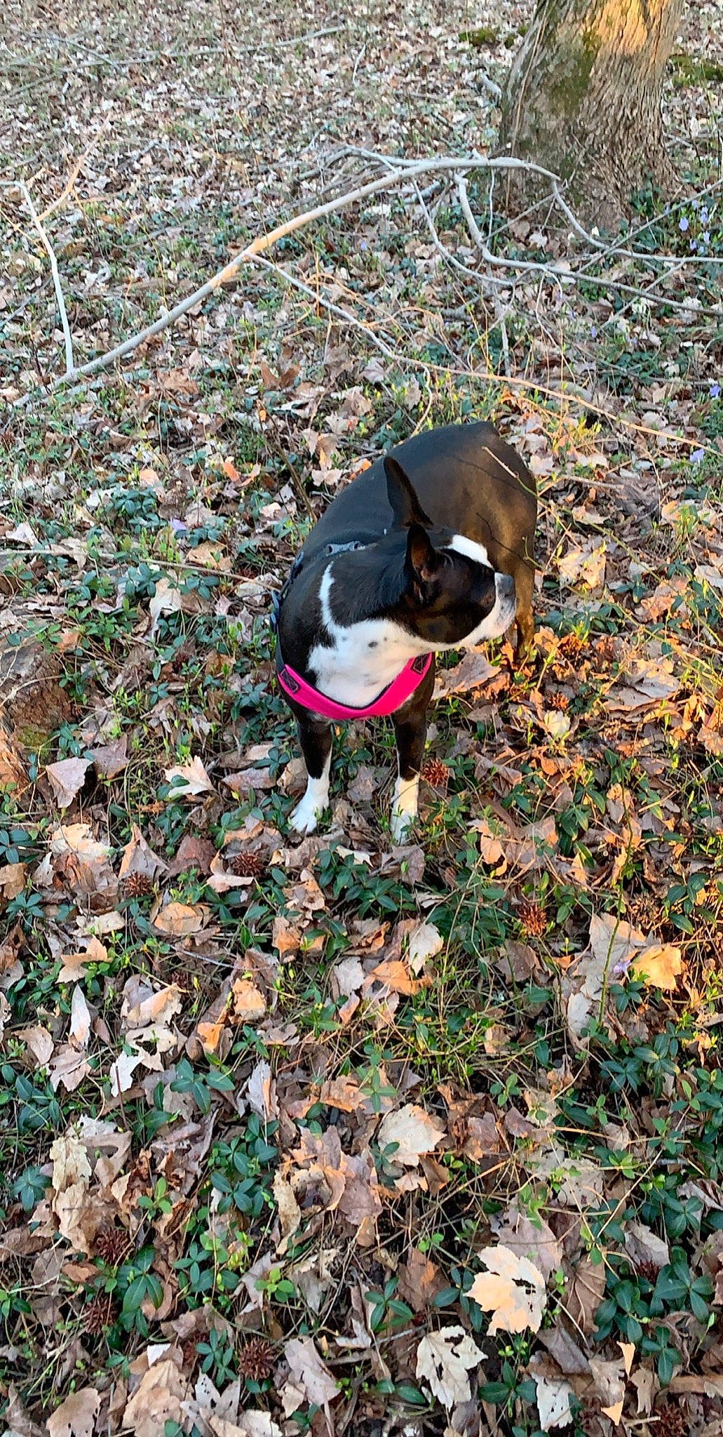 Sadie joined the competition — help win amazing prizes! beagle, boston_terrier, canidae, carnivore, dog, dog_breed, feist, grass, mammal, non_sporting_group, serbian_tricolour_hound, tail, treeing_feist
