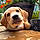 Murphy
