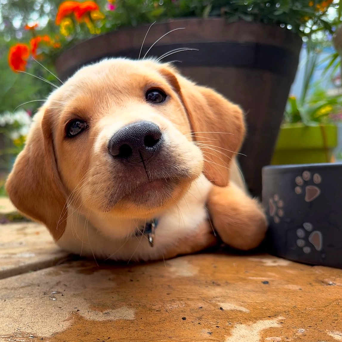 Murphy is registered to the contest to win money with this photo: animal, beagle, canine, dog, goldenretriever, hound, labradorretriever, person, pet, plant, pottedplant, pottery, puppy, sleeping, snout, whitedog