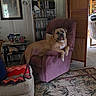 armchair, blanket, bookshelf, canine, carpet, cozy, decor, dog, door, furniture, home, interior, lamp, living_room, painting, pet, photograph, relaxed, rug, table