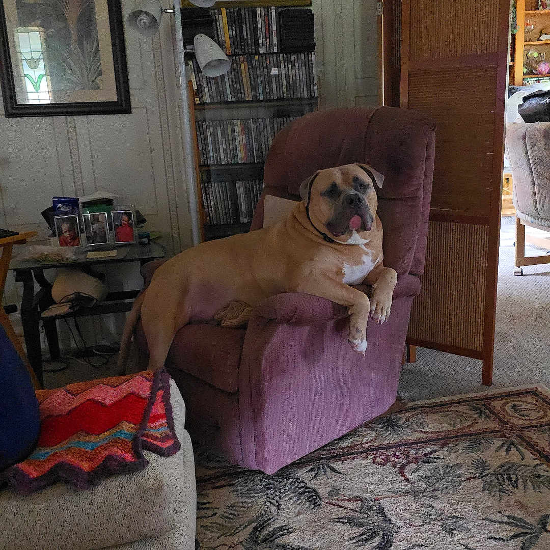 Cujo