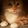 cat, orange_cat, white_chest, pet, animal, feline, whiskers, paws, wide_eyes, portrait, indoors, wood, shelf, floor, hiding, peeking, cute, fluffy, striped_fur, closeup