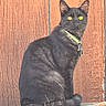 alert, animal, black_cat, cat, closeup, collar, doorstep, feline, fur, green_collar, looking_at_camera, outdoors, pet, portrait, rustic, sitting, whiskers, wood, wooden_door, yellow_eyes