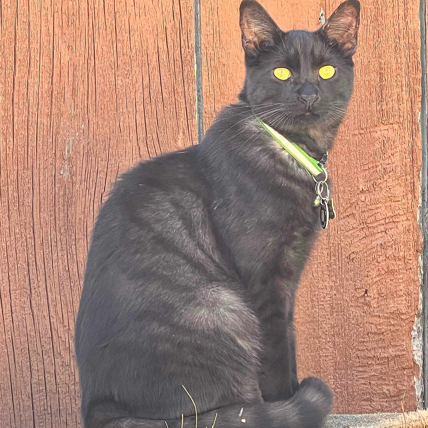 Handsome joined the competition — help win amazing prizes! cat, black_cat, animal, pet, feline, sitting, portrait, yellow_eyes, green_collar, collar, outdoors, wood, wooden_door, doorstep, rustic, closeup, fur, whiskers, alert, looking_at_camera
