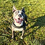 dog, canine, pet, grass, outdoor, sunlight, happy, smiling, ears_up, playing, animal, nature, mammal, field, daylight, tongue_out, friendly, cute, standing, collar