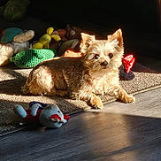 Luna is registered to the contest to win money with this photo: dog, small_dog, plush_toys, carpet, wooden_floor, sunlight, indoor, pet, relaxed, curious, fur, ears, shadow, toy, animal, domestic_animal, laying_down, bright_light, cozy, home