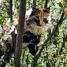 cat, calico_cat, tree, branches, flowers, white_flowers, green_leaves, nature, outdoor, animal, pet, fur, whiskers, eyes, climbing, spring, sunlight, shadow, curious, closeup