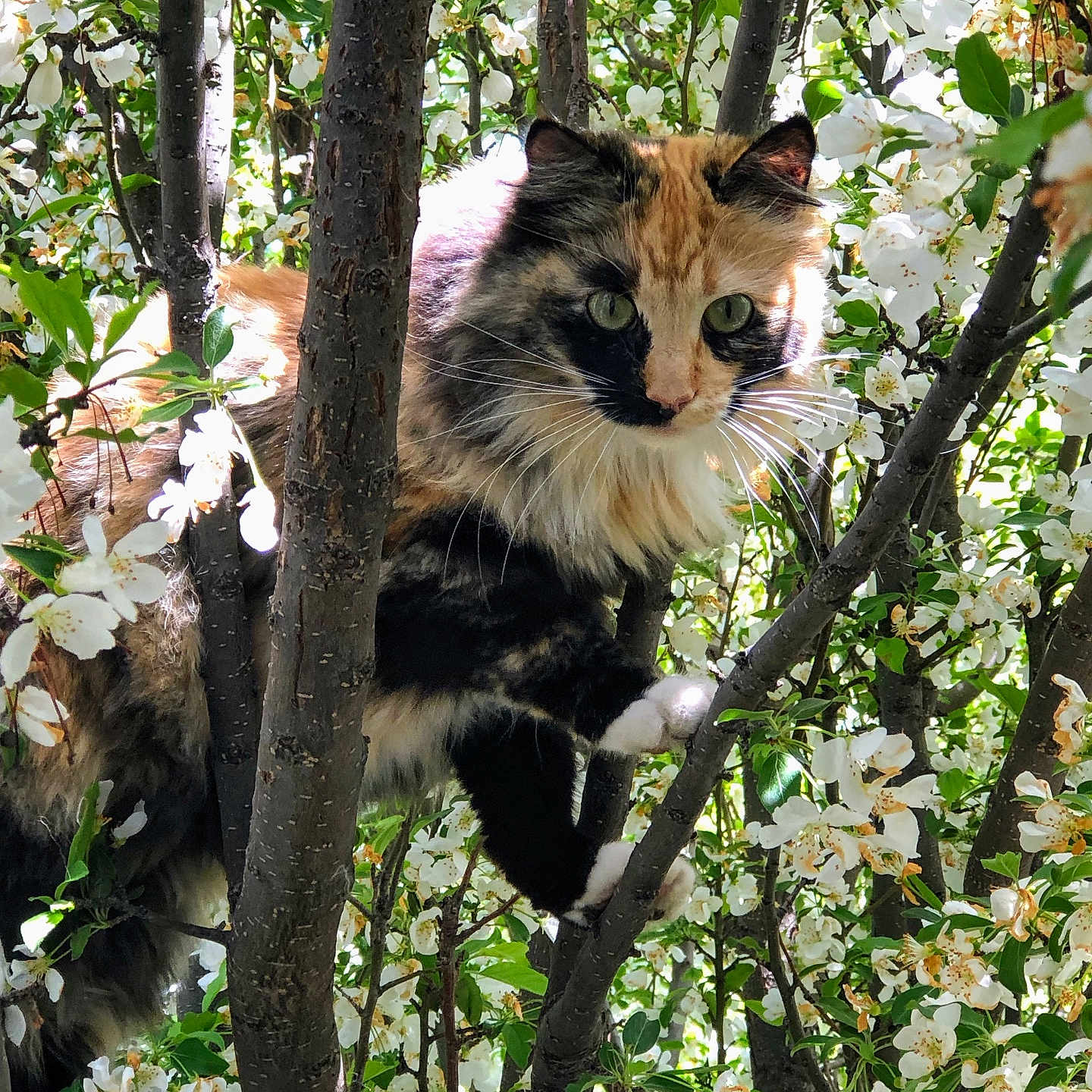 Trouble joined the competition — help win amazing prizes! cat, calico_cat, tree, branches, flowers, white_flowers, green_leaves, nature, outdoor, animal, pet, fur, whiskers, eyes, climbing, spring, sunlight, shadow, curious, closeup