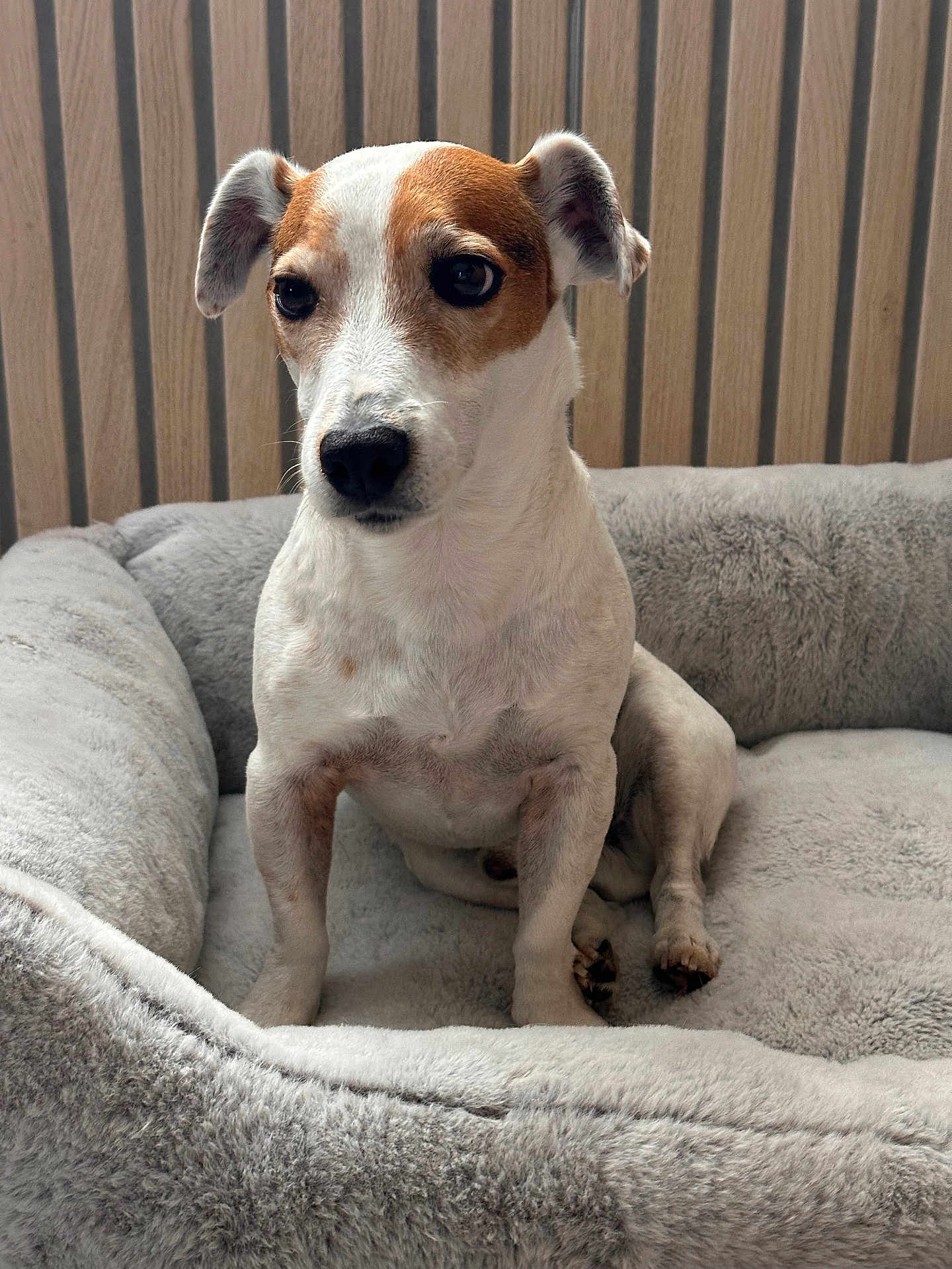 Hatchi participe au concours pour gagner de l'argent avec cette photo : dog, pet, animal, small_dog, white_fur, brown_patch, dog_bed, plush_bed, indoor, wooden_background, sitting, cute, calm, ears_up, short_fur, paw, canine, companion, domestic_animal, portrait
