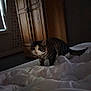 cat, tabby, indoor, bedroom, bed, blanket, white_bedding, wooden_wardrobe, window, curious, pet, feline, collar, fur, striped, animal, domestic, cozy, soft_light, floor