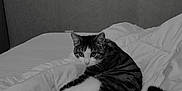 Mina participe au concours pour gagner de l'argent avec cette photo : animal, bed, blanket, cat, comfort, domestic, feline, fur, home, indoor, looking_back, monochrome, pet, relaxation, resting, striped, tail, wall, whiskers, white