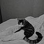 cat, bed, blanket, fur, indoor, looking_back, monochrome, pet, resting, striped, tail, white, wall, whiskers, animal, comfort, domestic, feline, home, relaxation