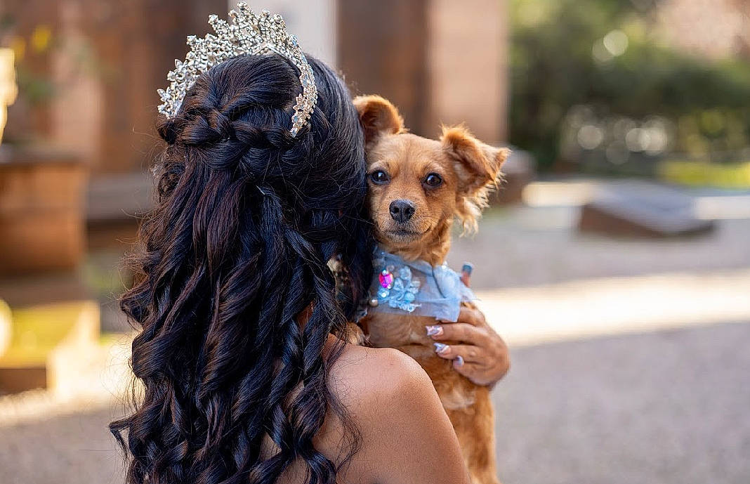 Nora is registered to the contest to win money with this photo: carnivore, companion_dog, dog, dog_breed, dog_collar, dog_supply, eyewear, fashion_accessory, fawn, fun, fur, happy, head, leash, sporting_group, street, sunglasses, toy, toy_dog, working_animal