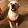 dog, labrador, yellow_dog, pajamas, christmas_tree, carpet, indoor, holiday, festive, child, paws, smiling, pet, mammal, canine, decorations, tree_skirt, light, cute, seasonal