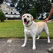 Max joined the competition — help win amazing prizes! dog, labrador_retriever, pet, sidewalk, grass, trees, house, camper_trailer, person_hand, outdoor, cloudy_sky, leash, happy, tongue_out, canine, animal, domestic, nature, yard, summer