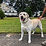 dog, labrador_retriever, pet, sidewalk, grass, trees, house, camper_trailer, person_hand, outdoor, cloudy_sky, leash, happy, tongue_out, canine, animal, domestic, nature, yard, summer