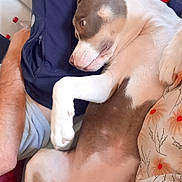 Ruby participe au concours pour gagner de l'argent avec cette photo : dog, lying_down, indoor, pet, relaxed, brown_and_white, animal, fabric, pattern, human_arm, resting, canine, close_up, comfort, casual, sideways_glance, bed, blanket, furniture, domestic