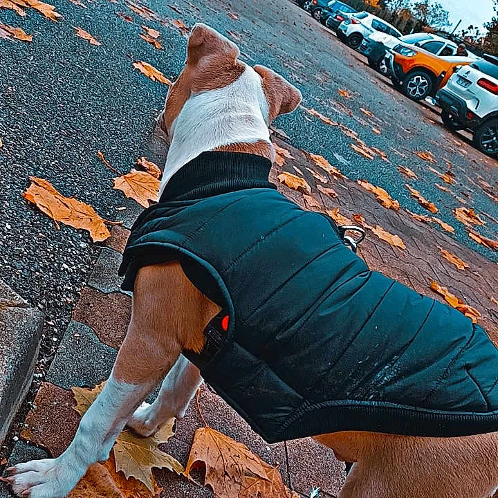 Cookies participe au concours pour gagner de l'argent avec cette photo : asphalt, automotive_tire, car, electric_blue, grass, hat, human_leg, knee, landscape, leisure, people_in_nature, road_surface, shorts, thigh, tints_and_shades, tire, tree, waist, wheel, wood