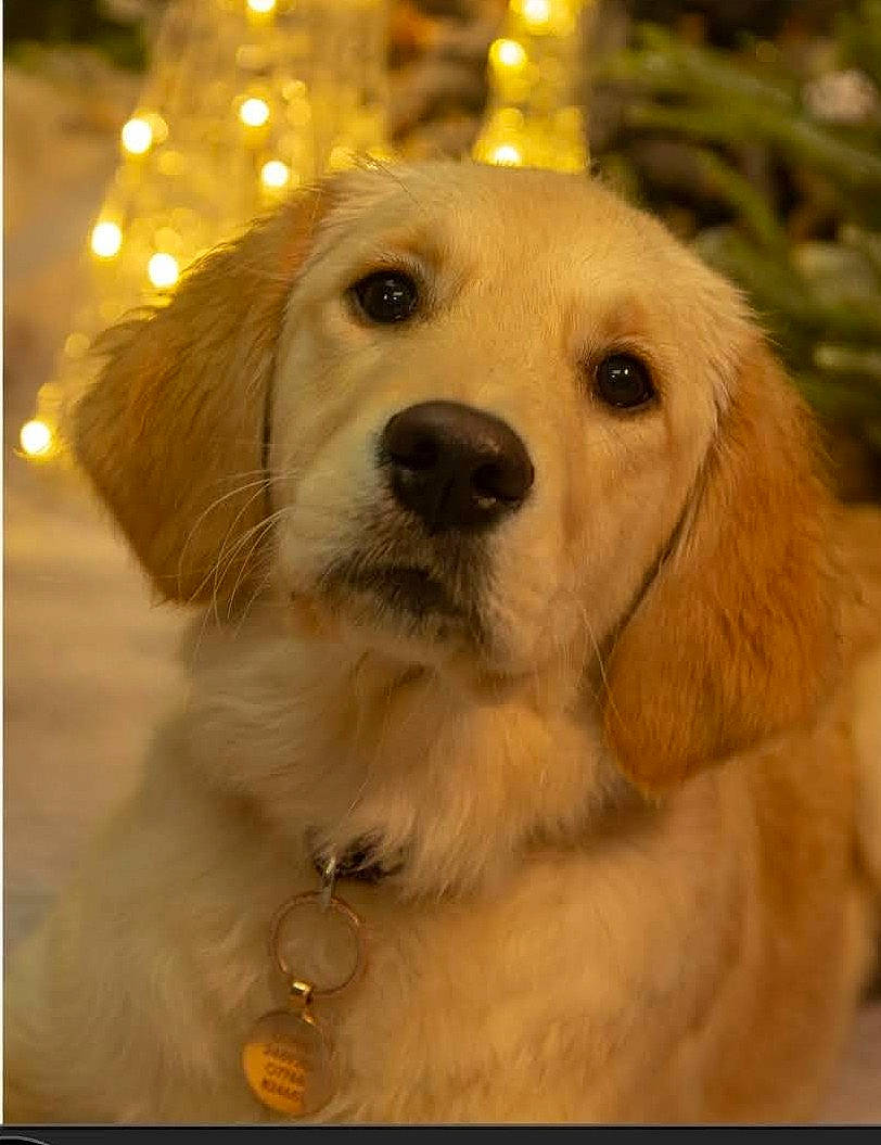 Bella joined the competition — help win amazing prizes! ancient_dog_breeds, canidae, carnivore, companion_dog, dog, dog_breed, ear, event, eye, fawn, fur, golden_retriever, hair, head, labrador_retriever, puppy, retriever, snout, sporting_group, whiskers