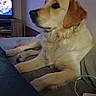 golden_retriever, dog, pet, indoors, couch, living_room, television, furniture, jeans, leg, relaxation, canine, mammal, companion_animal, domestic_animal, fur, paw, side_view, resting, home