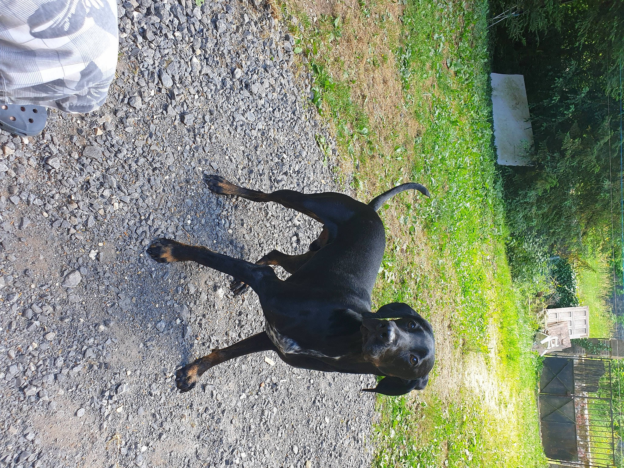 Boubou participe au concours pour gagner de l'argent avec cette photo : asphalt, carnivore, companion_dog, dog, dog_breed, grass, guard_dog, hunting_dog, leash, non_sporting_group, plant, road_surface, shadow, soil, sporting_group, tail, tree, working_animal, working_dog