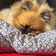 Scrate a rejoint le concours — aidez-le/la à gagner de superbes lots ! dog, sleeping, pillow, bed, cozy, fluffy, fur, resting, indoor, cute, closeup, calm, pet, animal, soft, relaxing, comfort, ears, nose, home