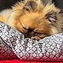 dog, sleeping, pillow, bed, cozy, fluffy, fur, resting, indoor, cute, closeup, calm, pet, animal, soft, relaxing, comfort, ears, nose, home