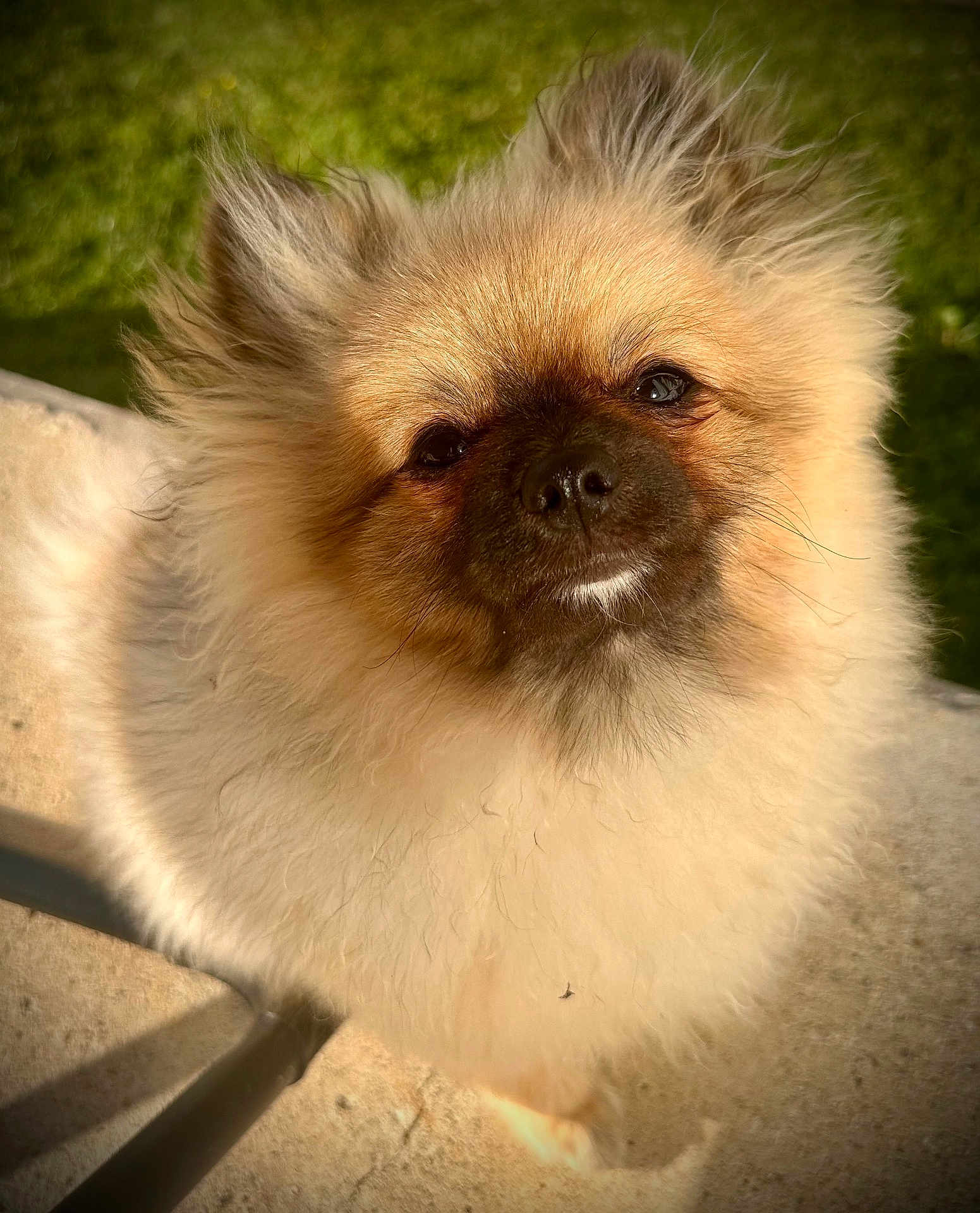 Scrate participe au concours pour gagner de l'argent avec cette photo : dog, pomeranian, fluffy, closeup, outdoor, sunlight, fur, pet, canine, animal, portrait, cute, small_dog, face, whiskers, nose, ears, grass, concrete, shadow