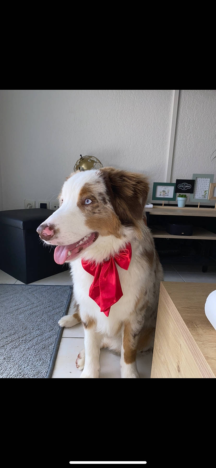 Ryder a rejoint le concours — aidez-le/la à gagner de superbes lots ! ancient_dog_breeds, canidae, carnivore, collar, collie, companion_dog, dog, dog_breed, dog_supply, fawn, flooring, fur, herding_dog, leash, pet_supply, snout, sporting_group, whiskers, working_animal, working_dog